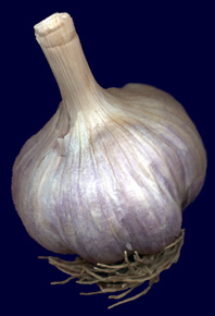 Organic Garlic from British Columbia
